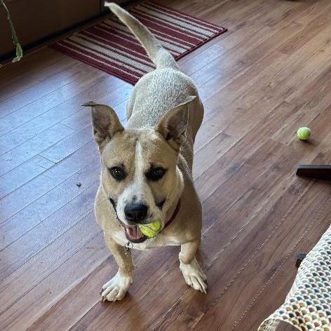 LINUS D3601br, a Adoptable mixed breed in Burlington, WA image 5/6