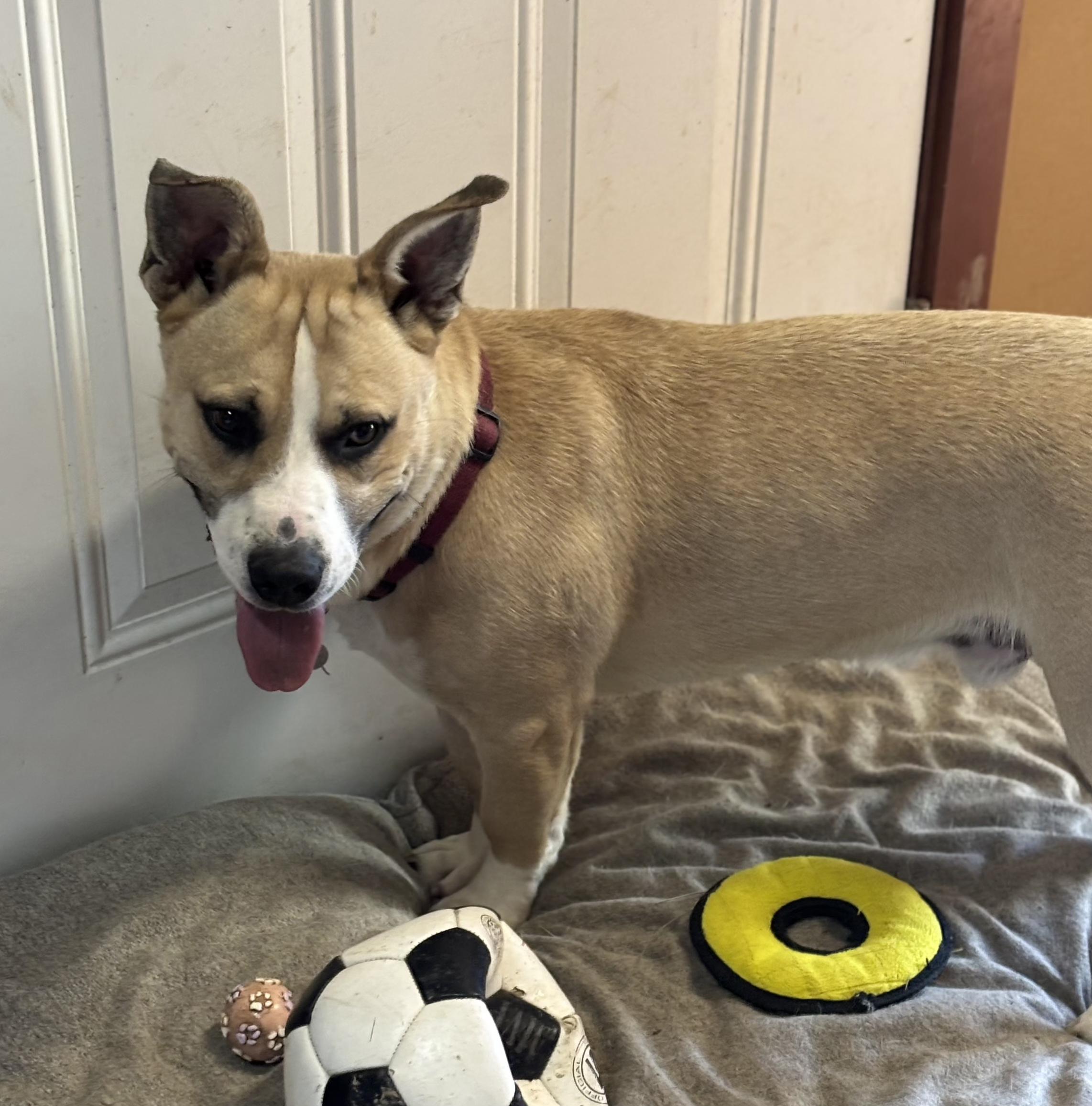 LINUS D3601br, a Adoptable mixed breed in Burlington, WA image 6/6