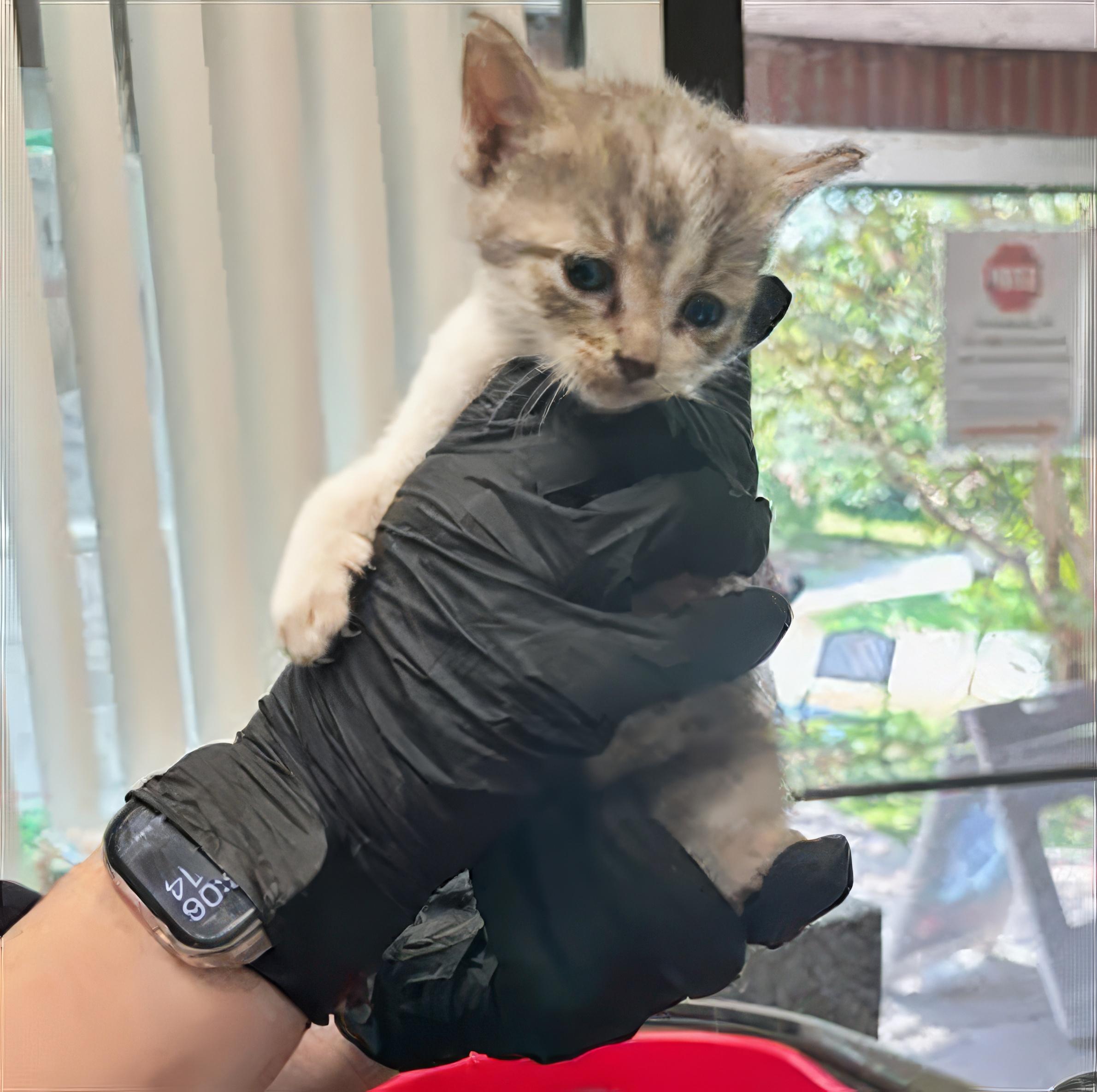 Aspen, Adopted, Kitten Female Domestic Short Hair.