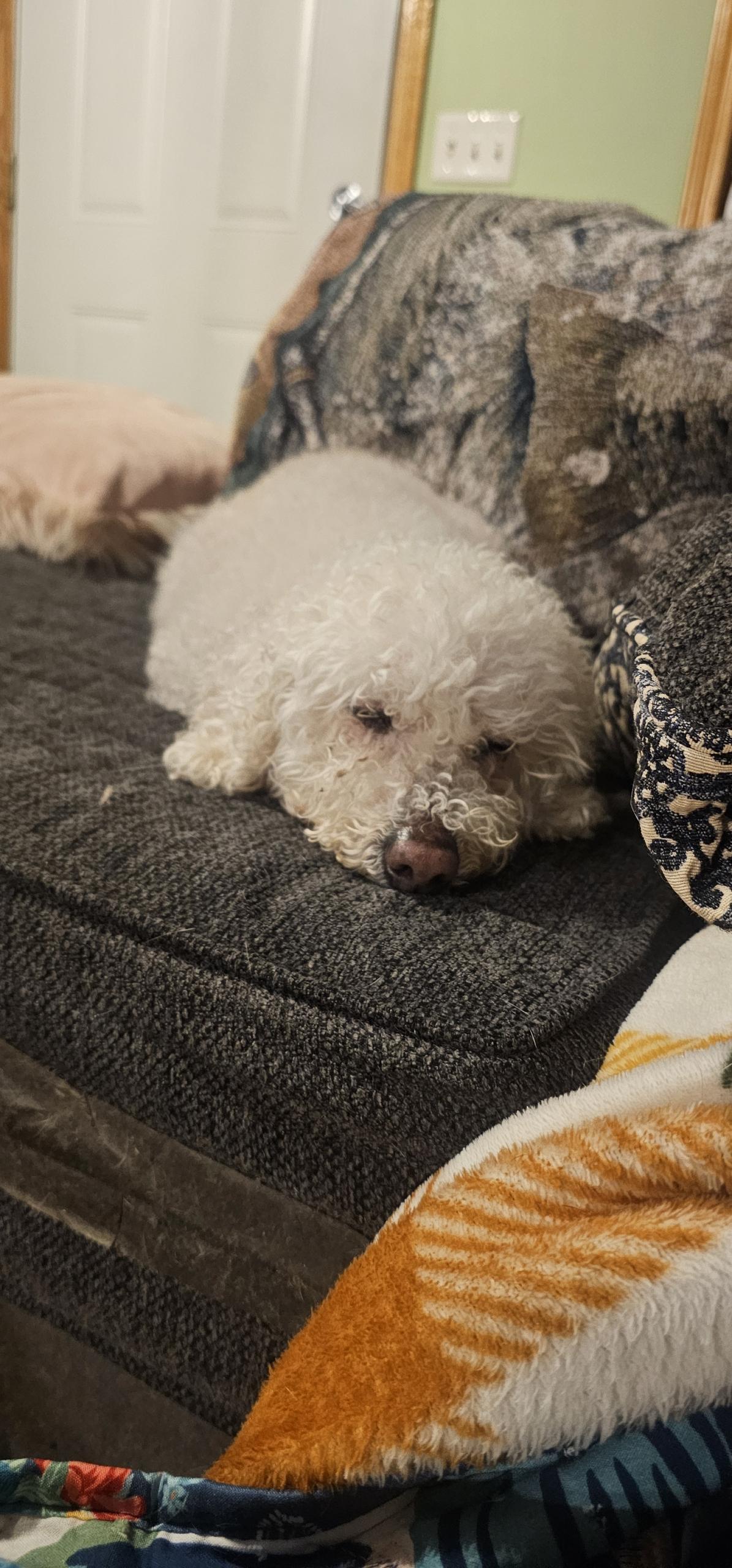 Stella , adopted, Senior Female Bichon Frise.