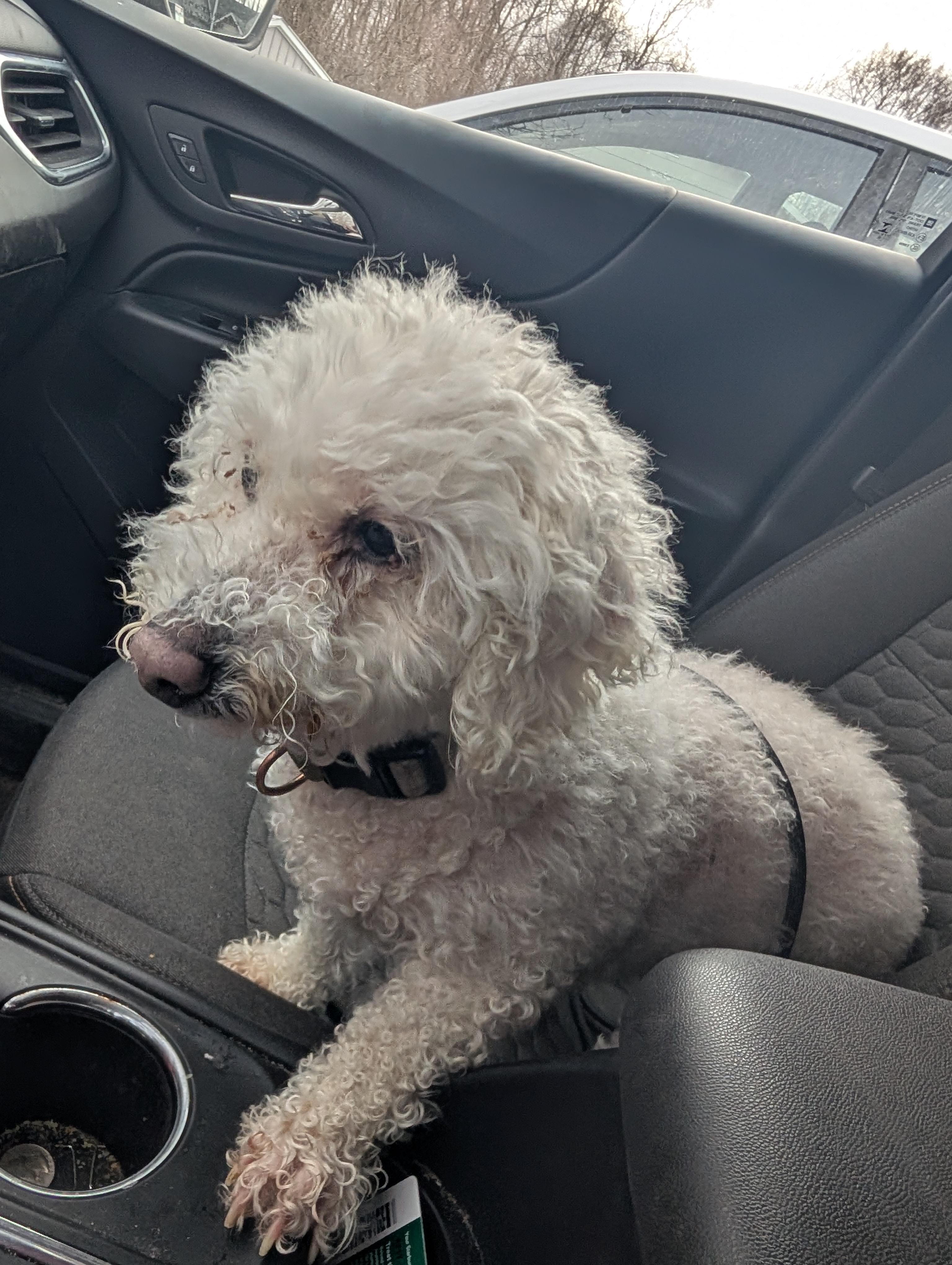 Enlarge Stella , an adopted Bichon Frise in Mount Pleasant, MI image 2/3