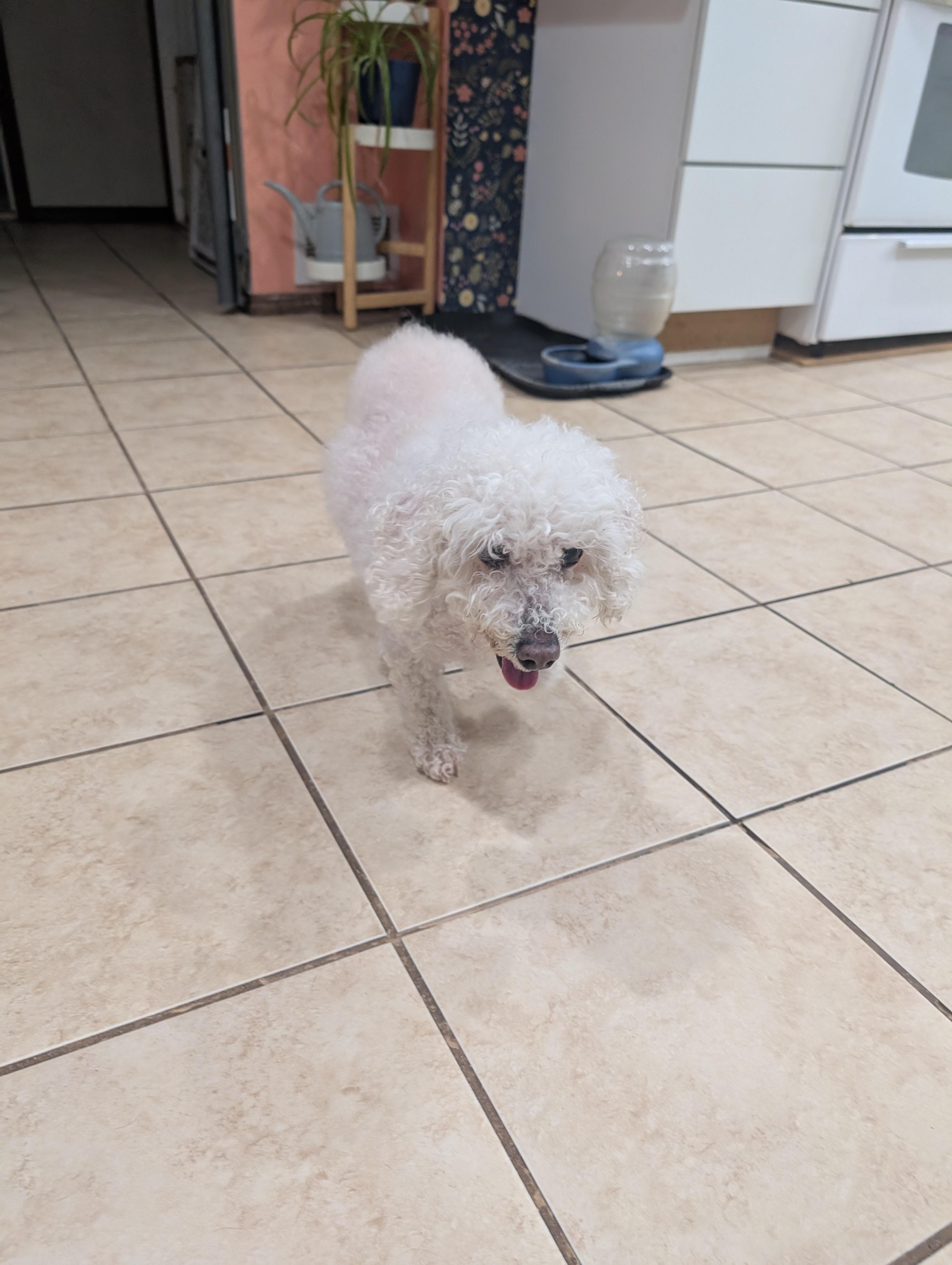 Enlarge Stella , an adopted Bichon Frise in Mount Pleasant, MI image 3/3