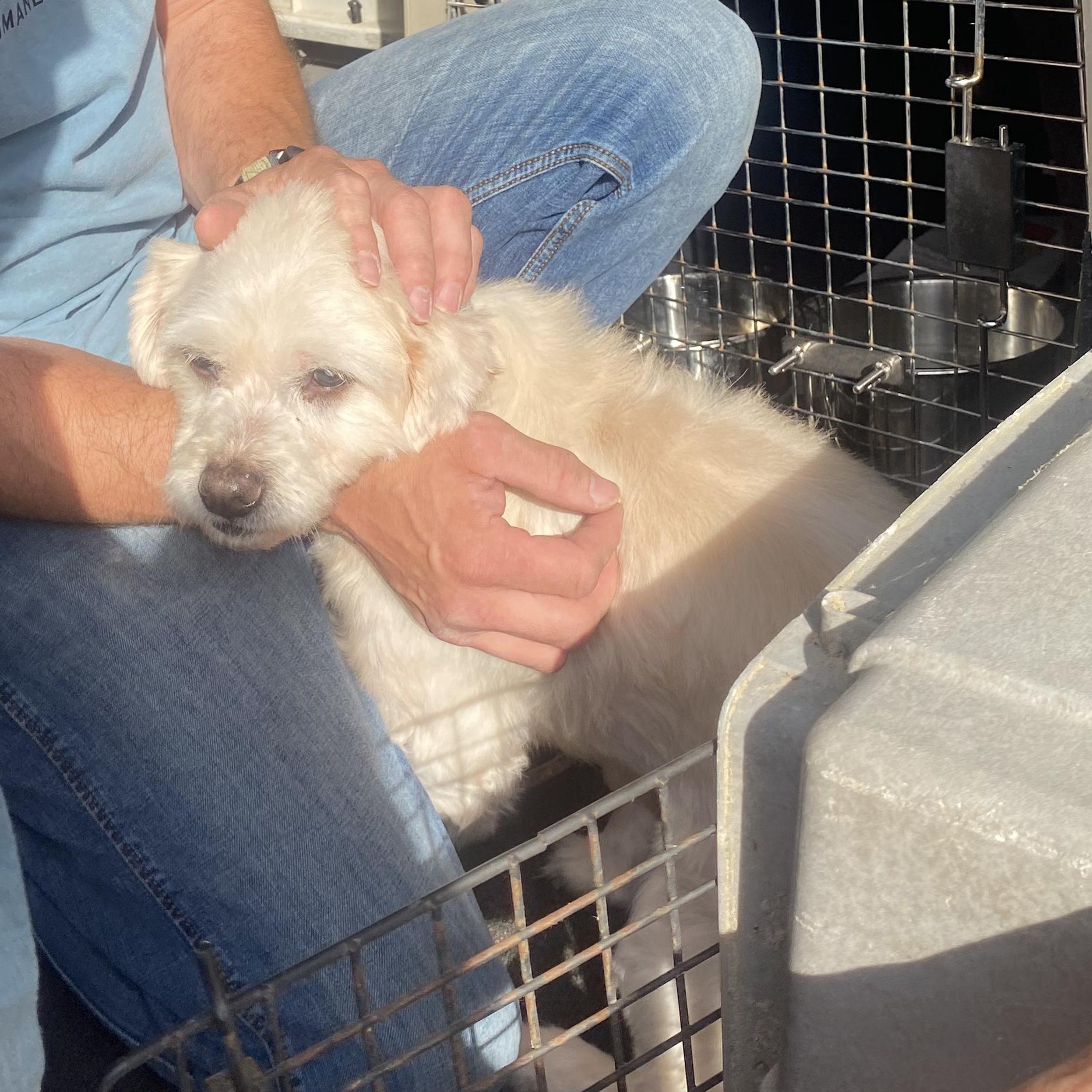 Shaggy, ADOPTABLE, Adult Male Yorkshire Terrier.