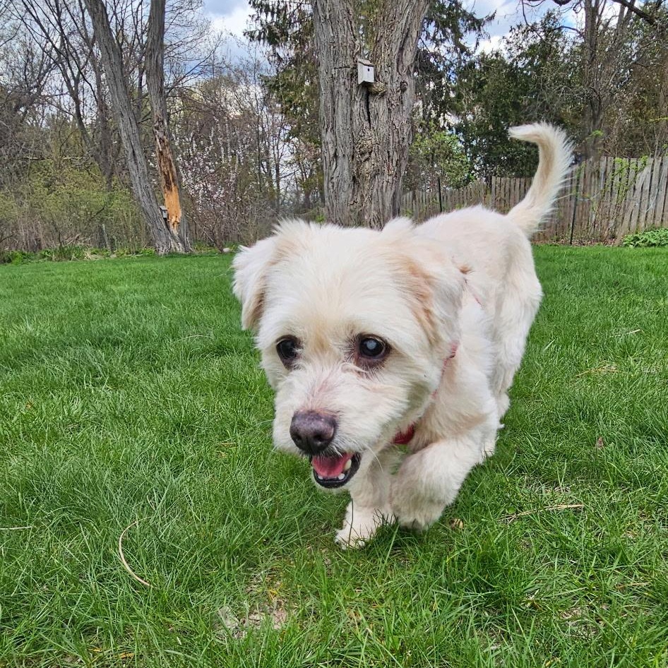 Enlarge Shaggy, an adoptable mixed breed in Burlington, VT image 6/6