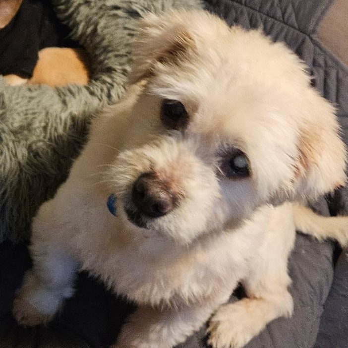 Enlarge Shaggy, an adoptable mixed breed in Burlington, VT image 2/6