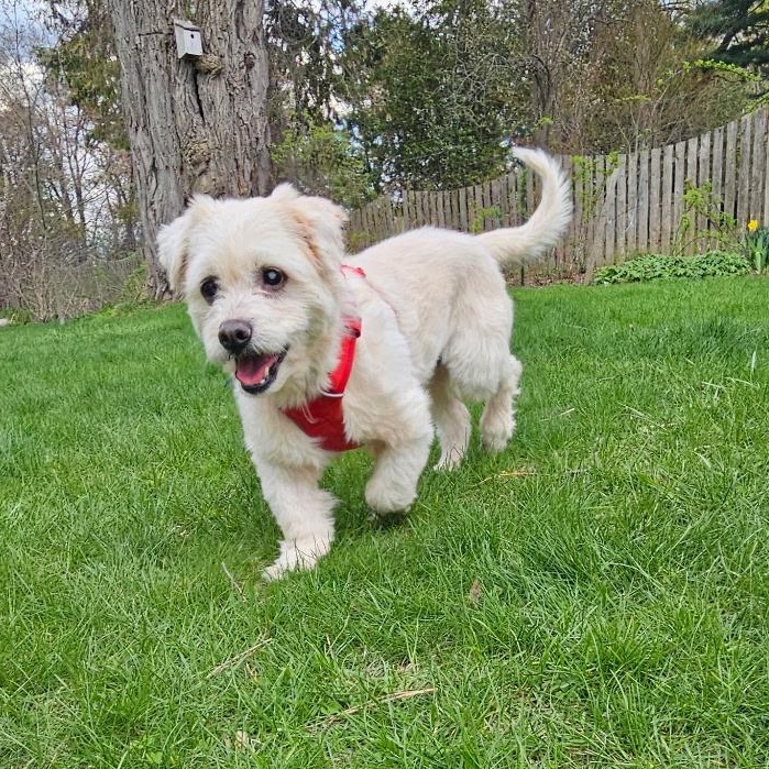 Enlarge Shaggy, an adoptable mixed breed in Burlington, VT image 1/6