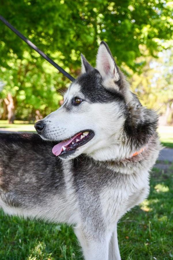 Boii Jerome, Adoptable, Adult Male Siberian Husky.