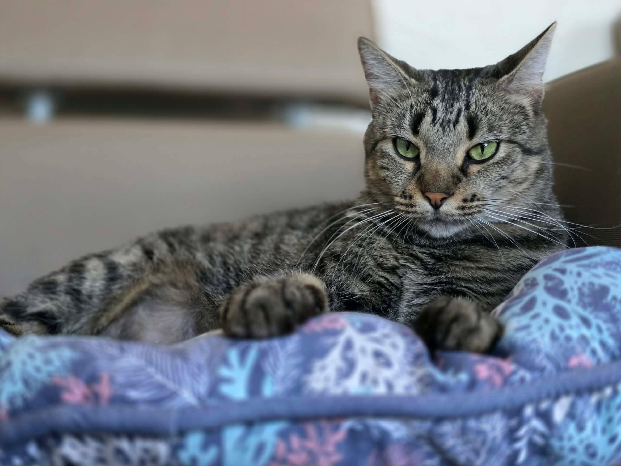 Wasabi, Adoptable, Young Female Domestic Short Hair.