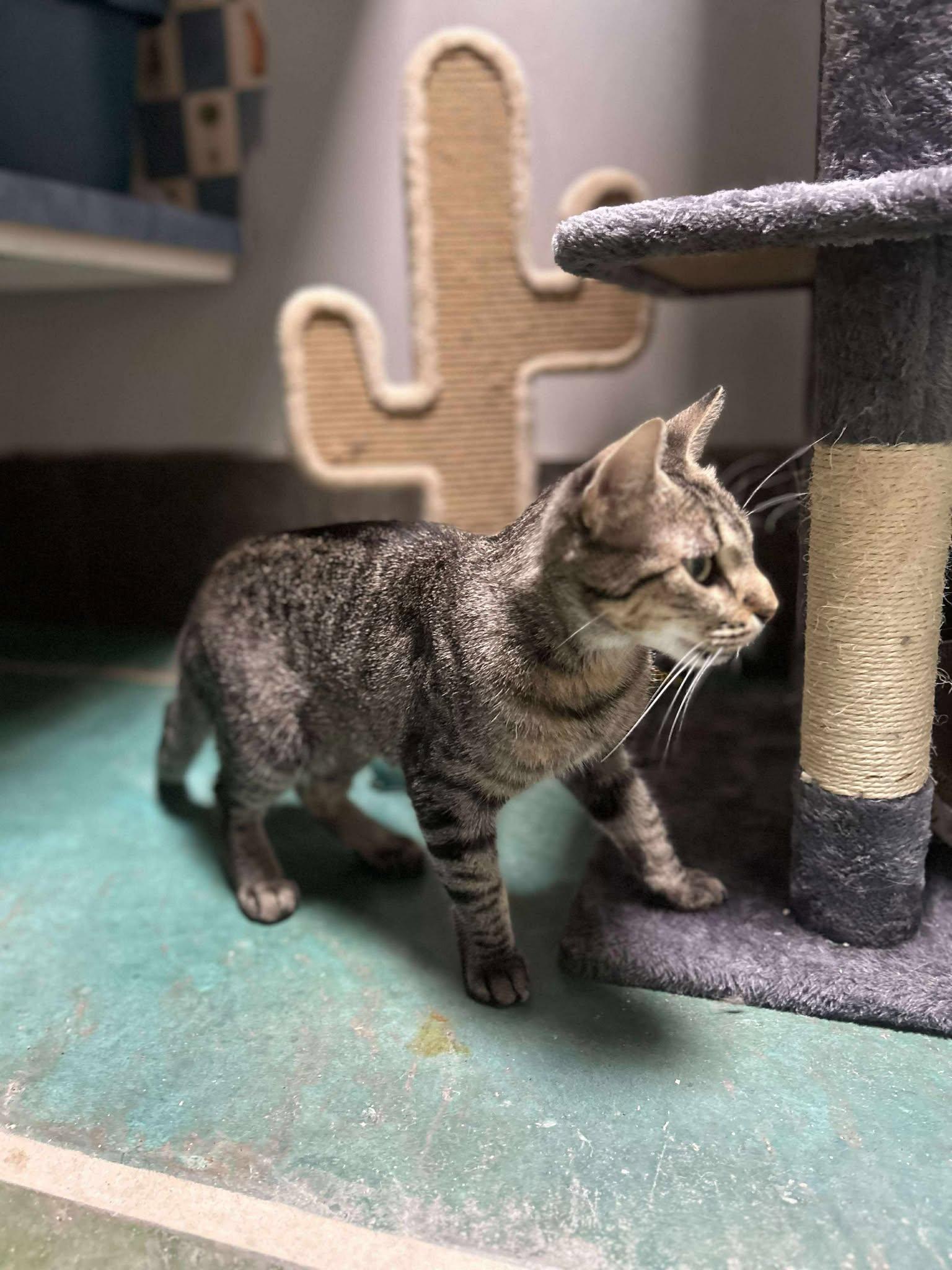 Enlarge Wasabi, a Adoptable Domestic Short Hair in Phoenix, AZ image 2/4