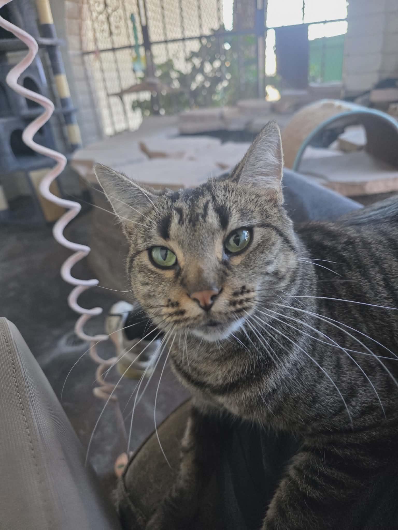 Enlarge Wasabi, a Adoptable Domestic Short Hair in Phoenix, AZ image 6/6