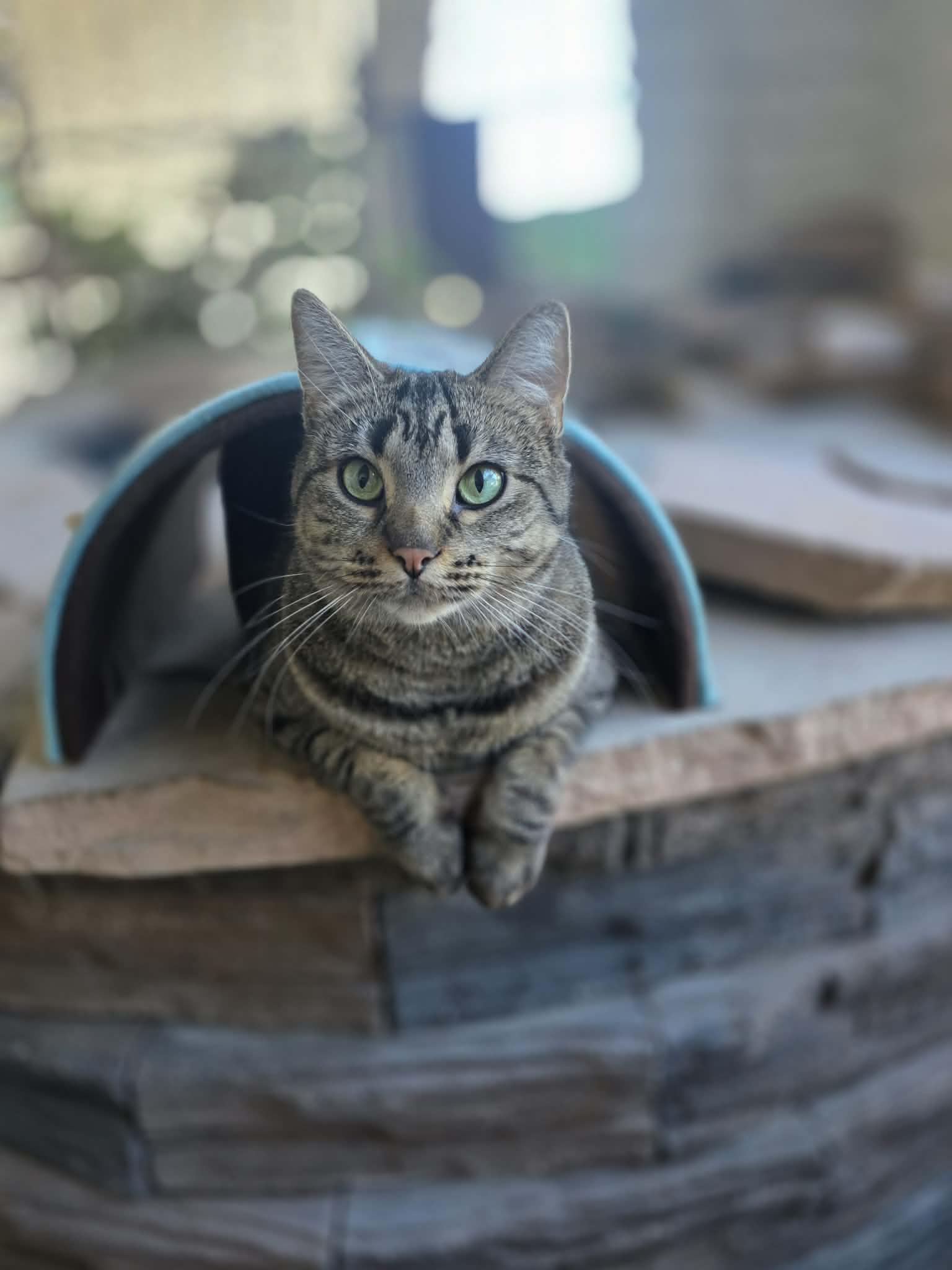 Wasabi, Adoptable, Young Female Domestic Short Hair.