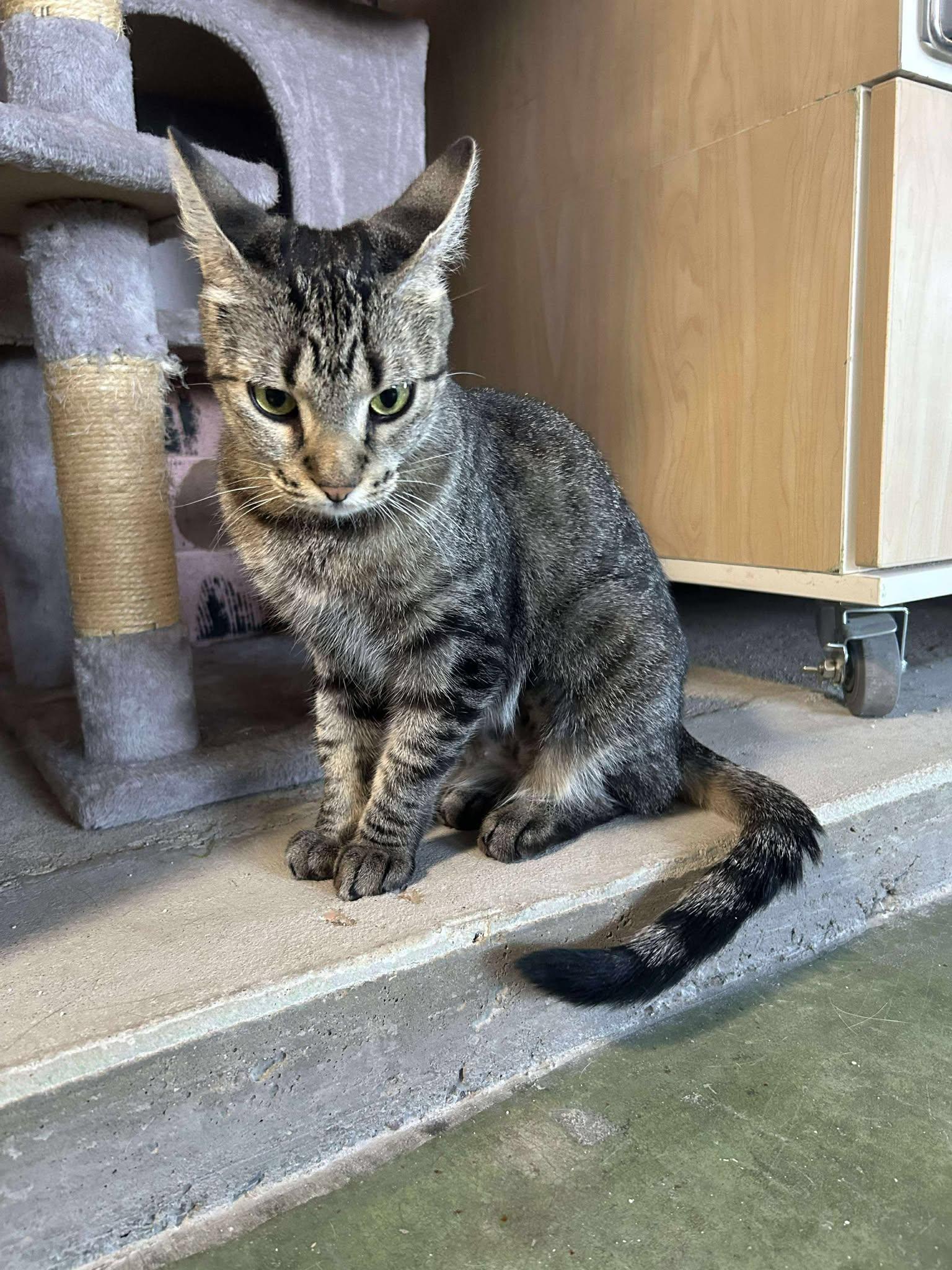 Enlarge Wasabi, a Adoptable Domestic Short Hair in Phoenix, AZ image 3/4