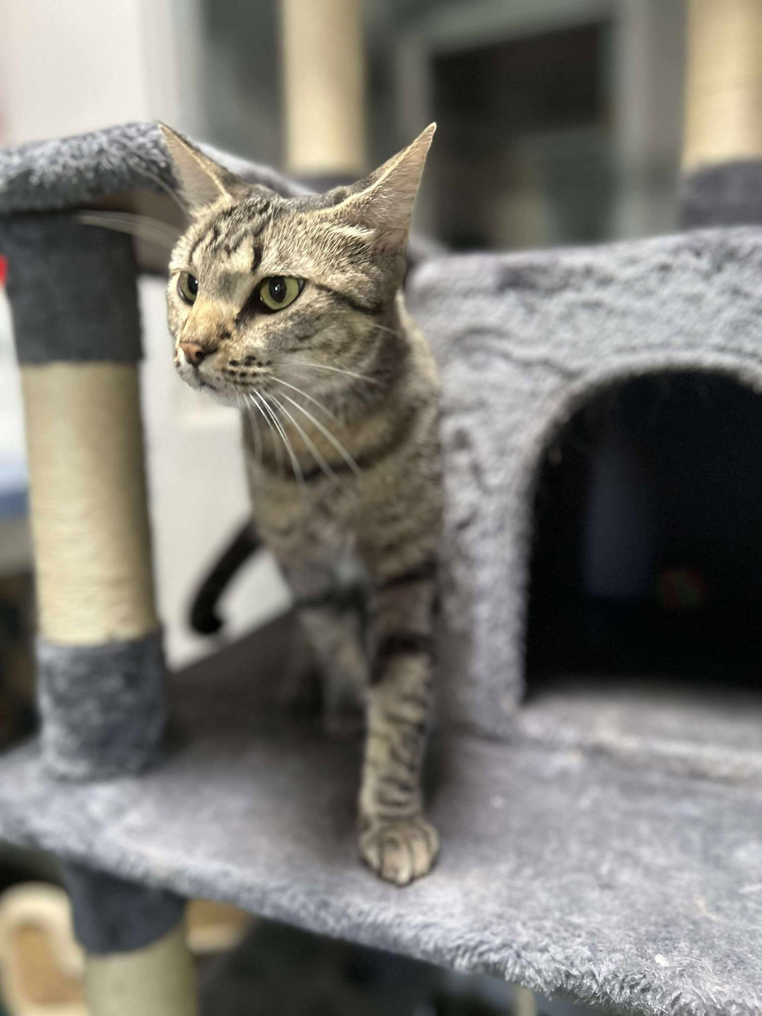 Wasabi, Adoptable, Young Female Domestic Short Hair.