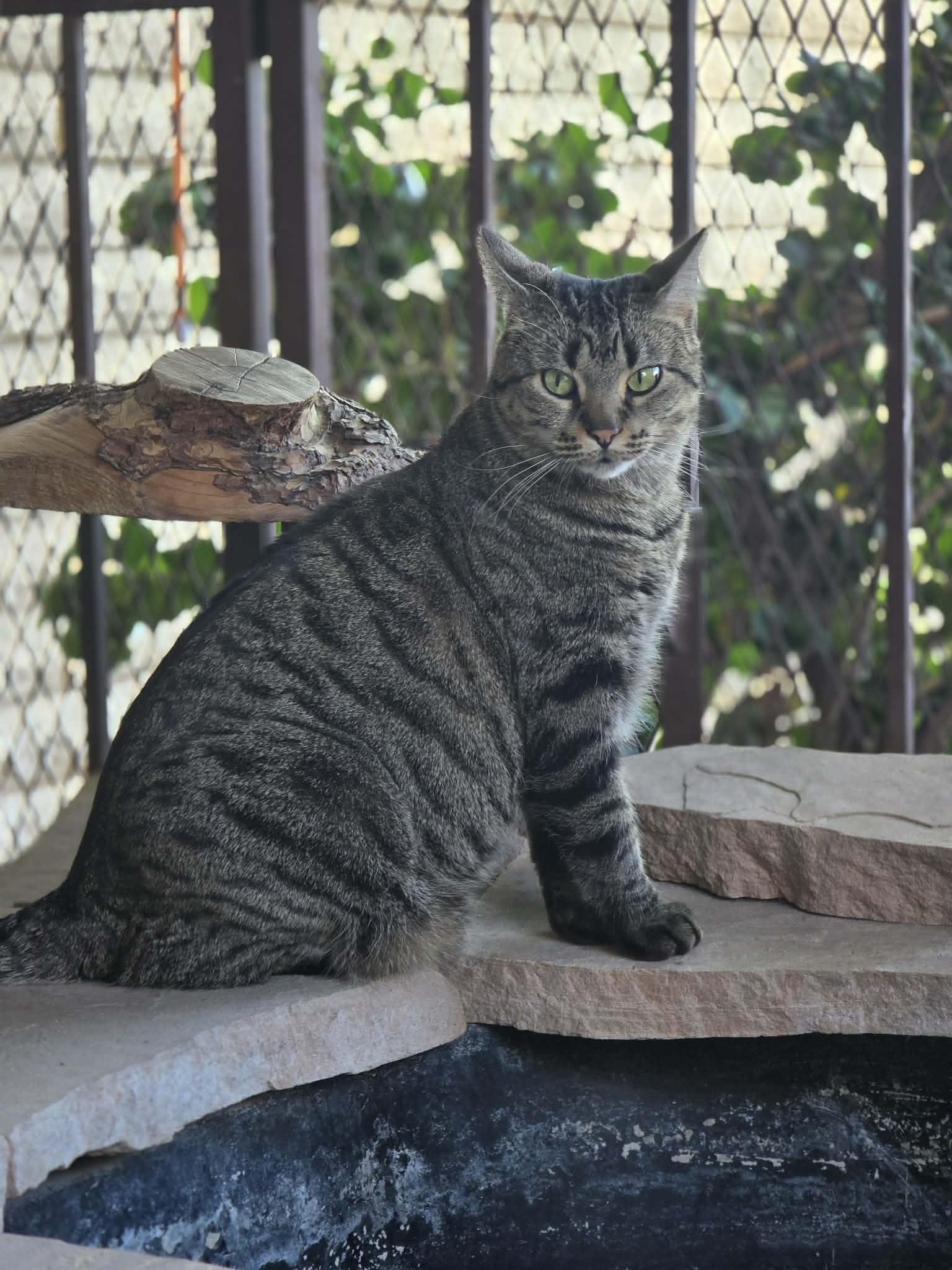 Enlarge Wasabi, a Adoptable Domestic Short Hair in Phoenix, AZ image 1/6