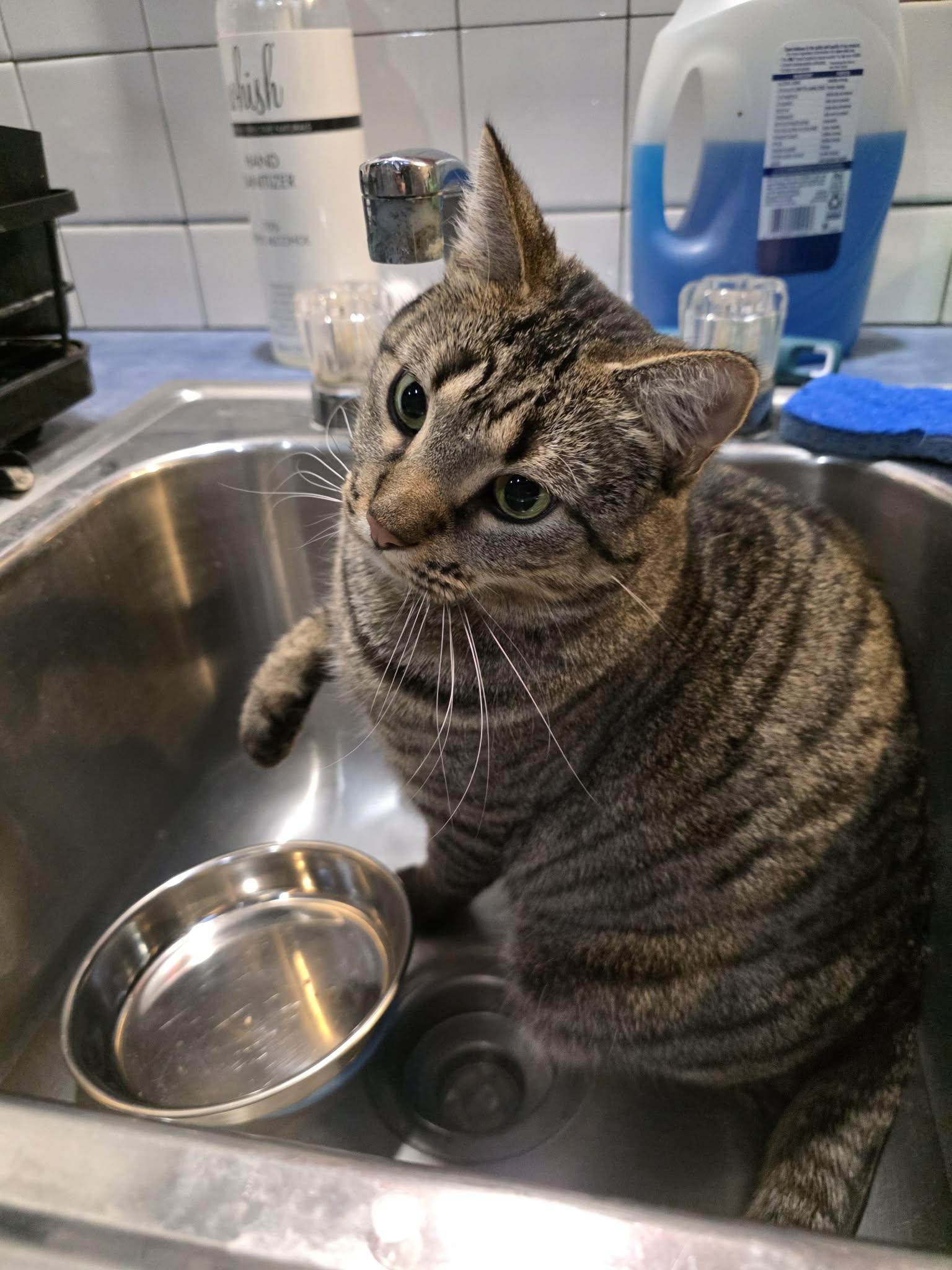 Enlarge Wasabi, a Adoptable Domestic Short Hair in Phoenix, AZ image 5/6