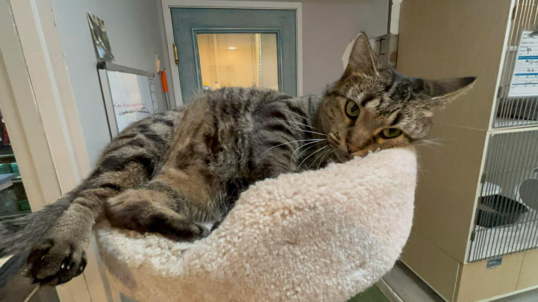 Enlarge Wasabi, a Adoptable Domestic Short Hair in Phoenix, AZ image 5/6