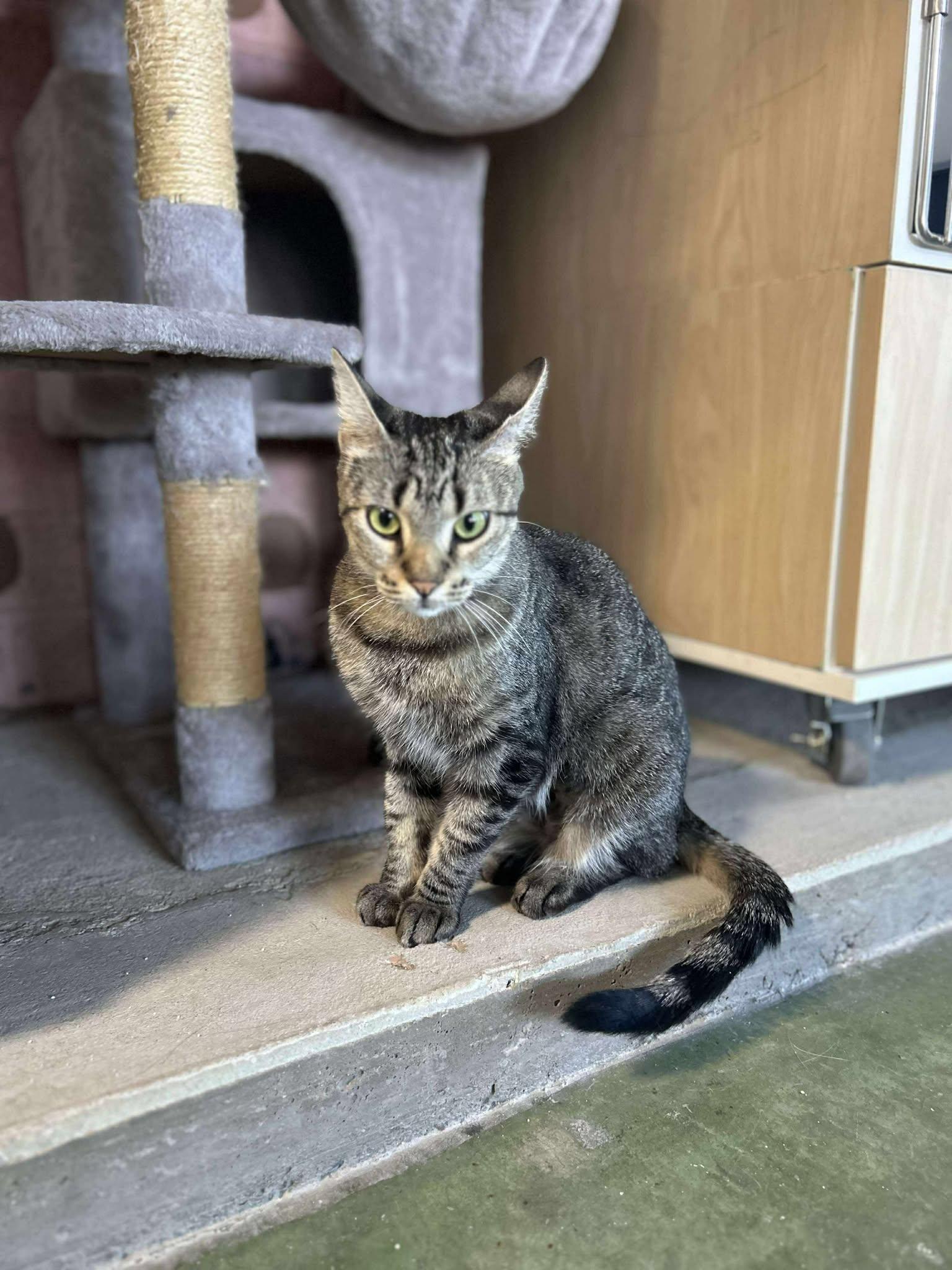 Enlarge Wasabi, a Adoptable Domestic Short Hair in Phoenix, AZ image 1/4
