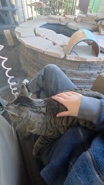 Enlarge Wasabi, a Adoptable Domestic Short Hair in Phoenix, AZ video 4/6