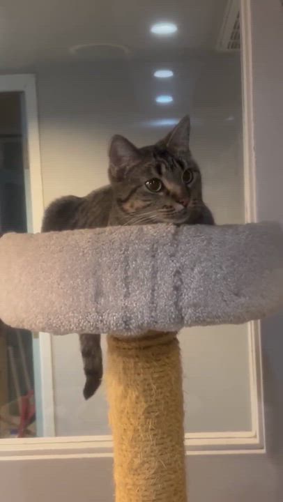 Enlarge Wasabi, a Adoptable Domestic Short Hair in Phoenix, AZ video 3/6