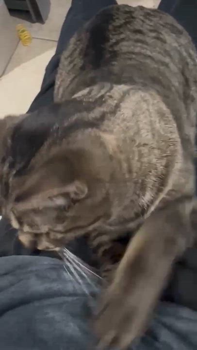 Enlarge Wasabi, a Adoptable Domestic Short Hair in Phoenix, AZ video 4/6