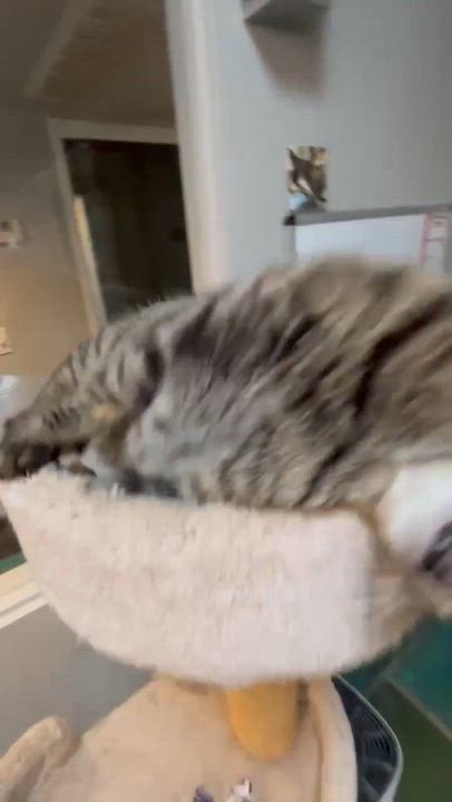 Enlarge Wasabi, a Adoptable Domestic Short Hair in Phoenix, AZ video 6/6