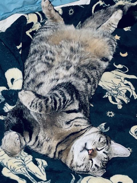 Sirena: Nap Queen, Playtime Princess!, a Adoptable Domestic Short Hair in Glastonbury, CT image 5/6