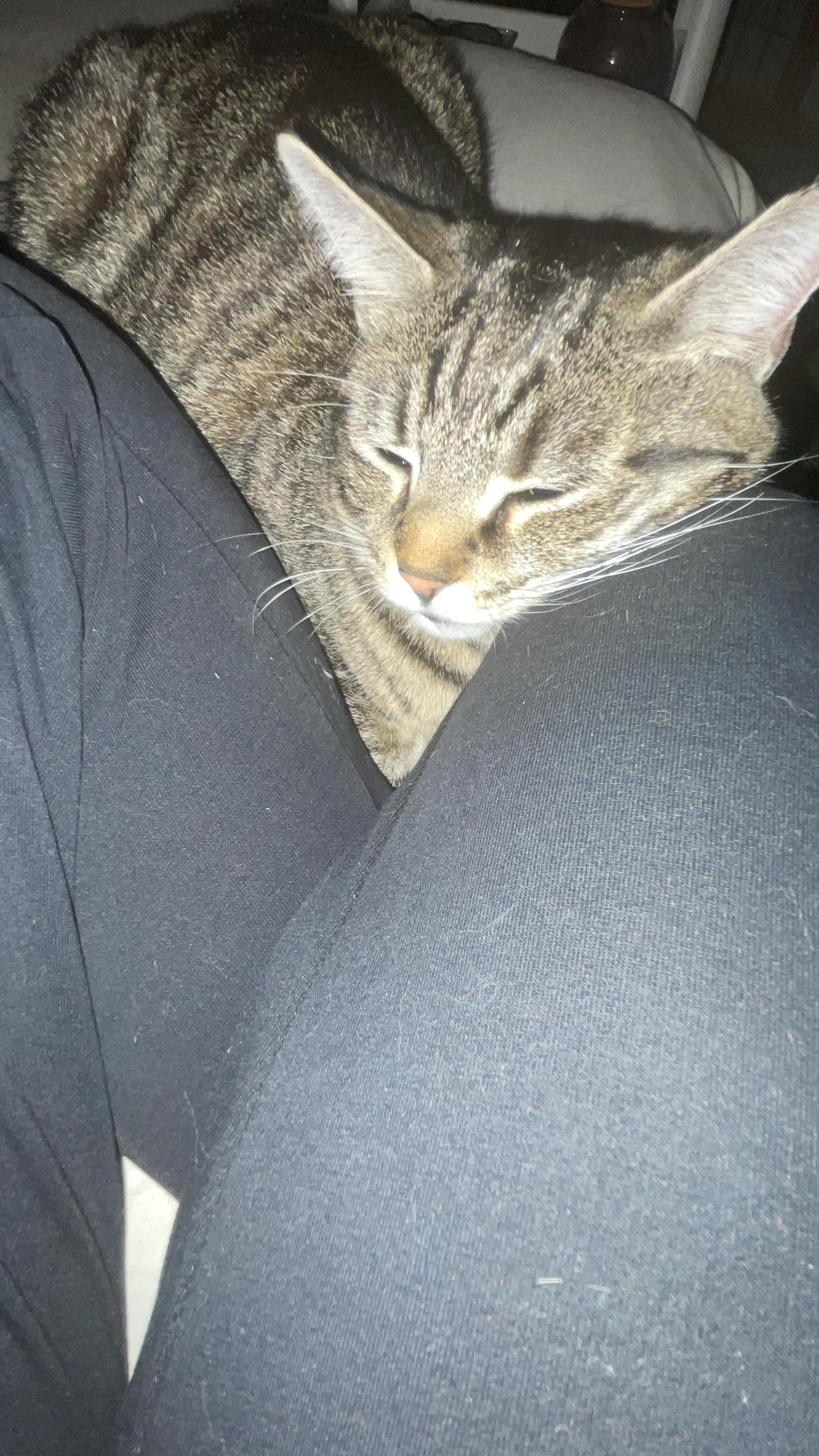 Sirena: Nap Queen, Playtime Princess!, a Adoptable Domestic Short Hair in Glastonbury, CT image 4/6