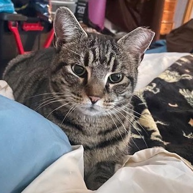 Sirena: Nap Queen, Playtime Princess!, a Adoptable Domestic Short Hair in Glastonbury, CT image 3/6