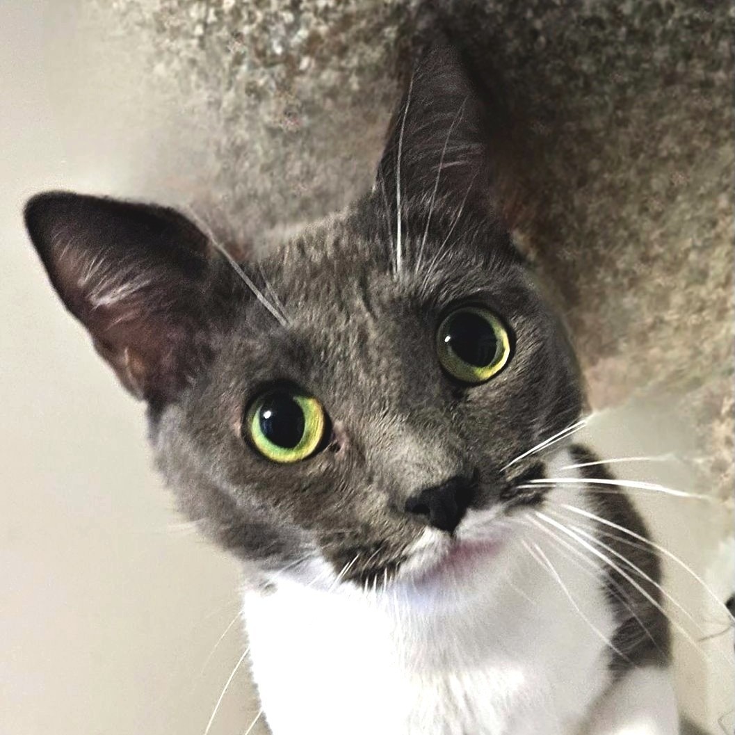 Gracie, a Adoptable mixed breed in High Ridge, MO image 1/2