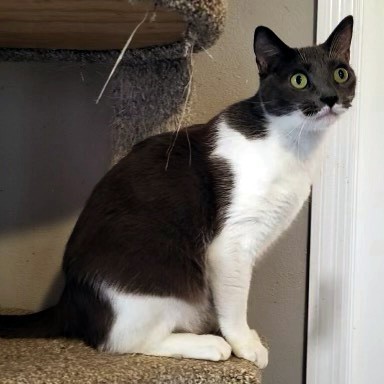 Gracie, a Adoptable mixed breed in High Ridge, MO image 2/2