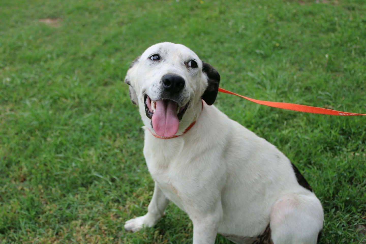 Enlarge Anna Banana, an adopted Mixed Breed in Davenport, IA image 1/1