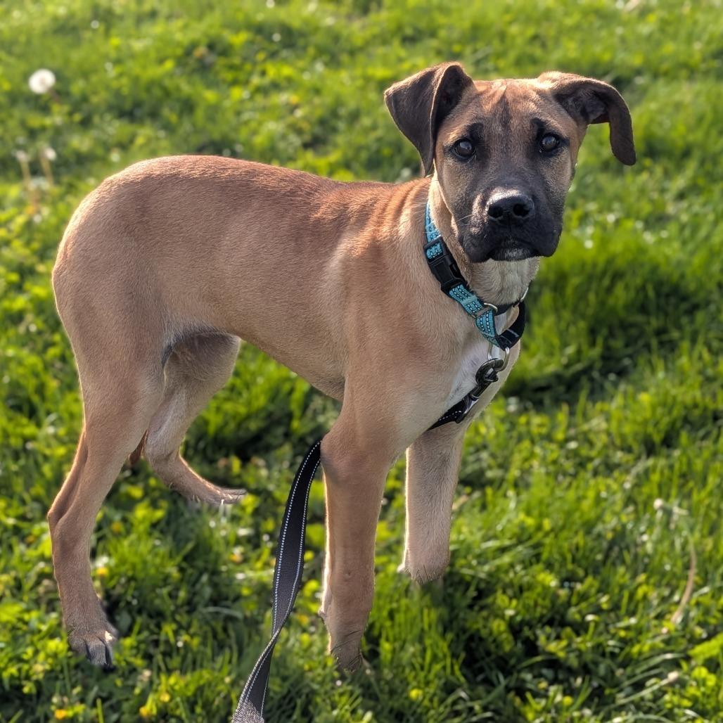 Enlarge Thelma, a Adoptable Mixed Breed in Prairie du Chien, WI image 1/4