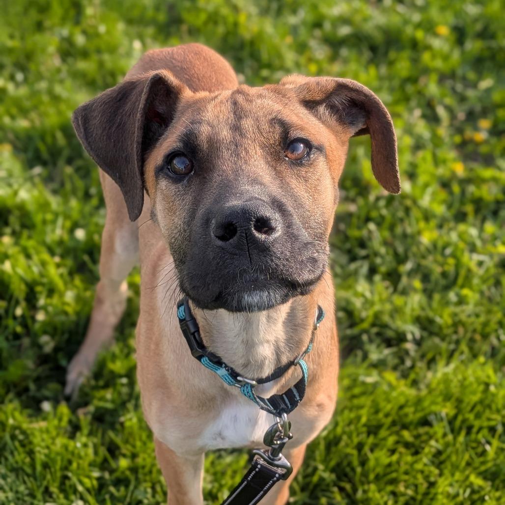 Enlarge Thelma, a Adoptable Mixed Breed in Prairie du Chien, WI image 2/4
