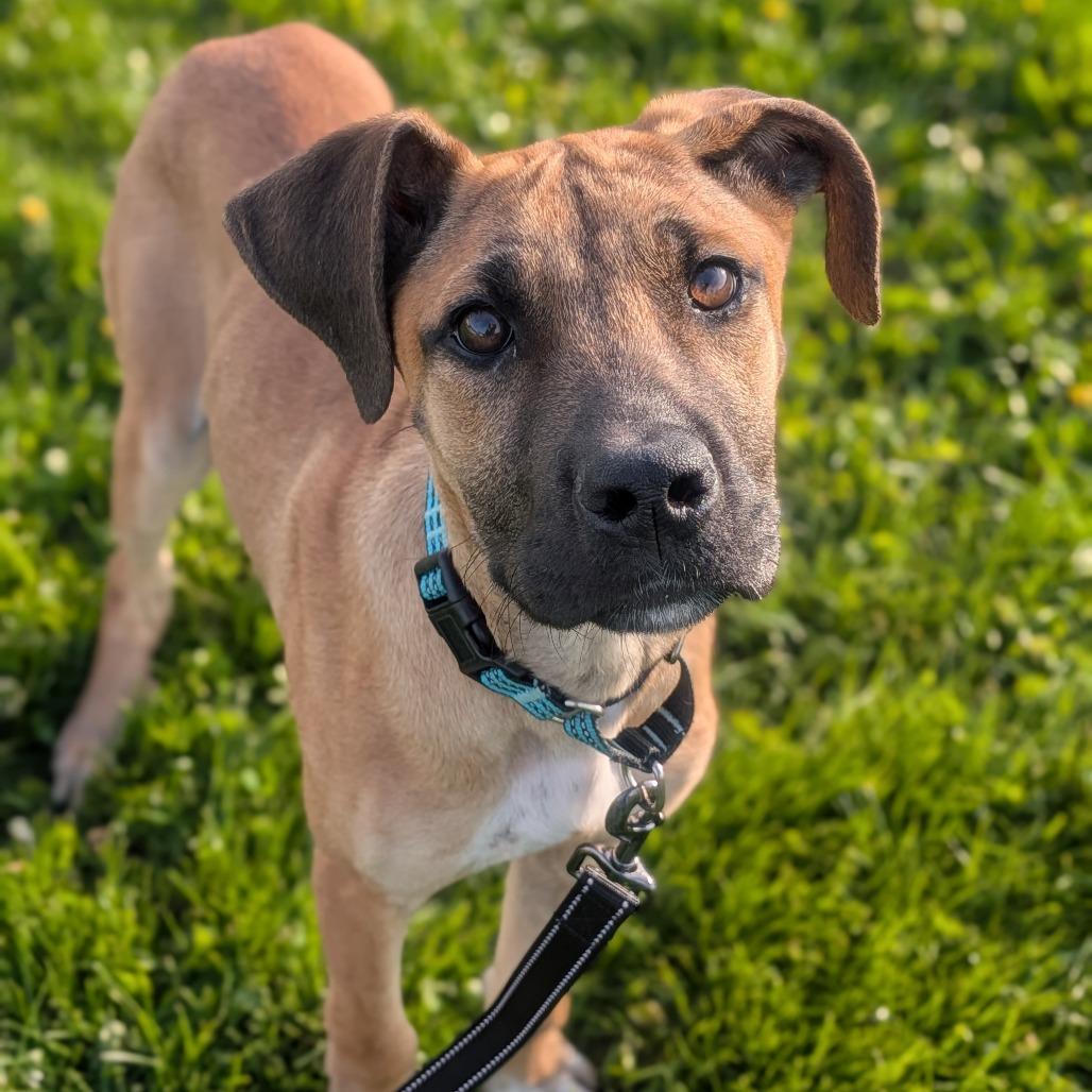 Enlarge Thelma, a Adoptable Mixed Breed in Prairie du Chien, WI image 3/4