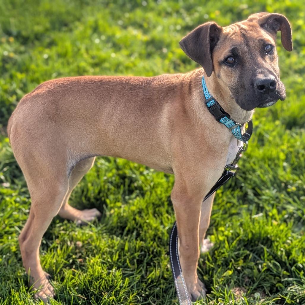 Enlarge Thelma, a Adoptable Mixed Breed in Prairie du Chien, WI image 4/4