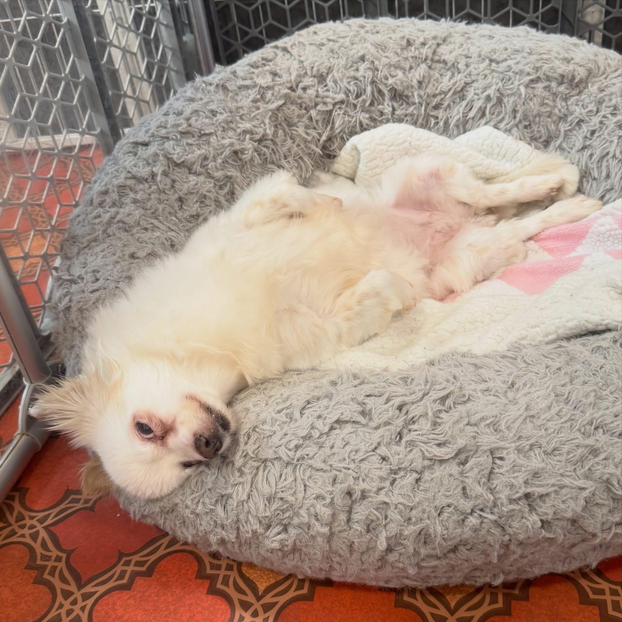 Enlarge Polly, a Adoptable mixed breed in Foster, RI image 4/6
