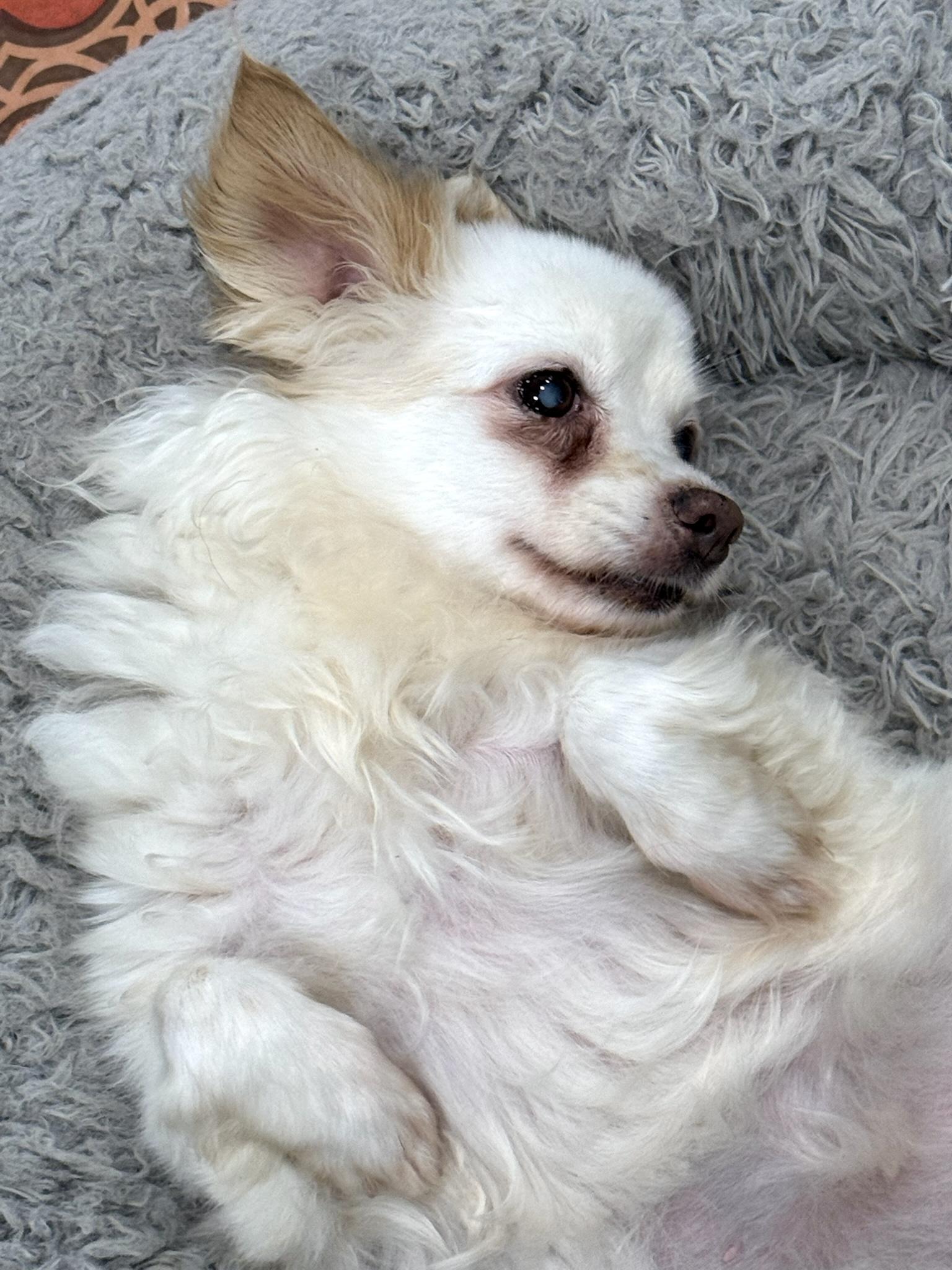Enlarge Polly, a Adoptable mixed breed in Foster, RI image 6/6