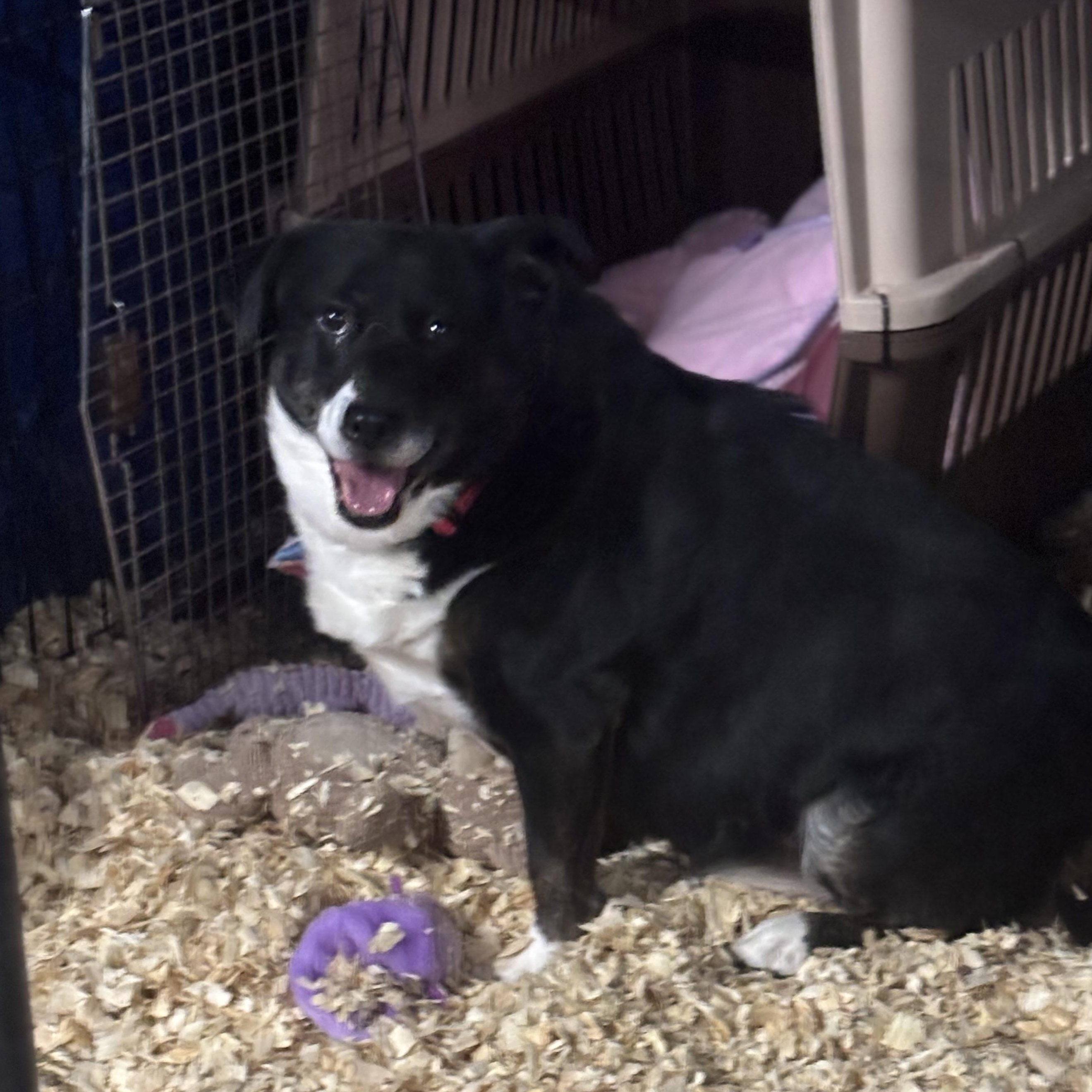 Enlarge Scarlett, a ADOPTABLE mixed breed in Oak Park, MI image 1/1