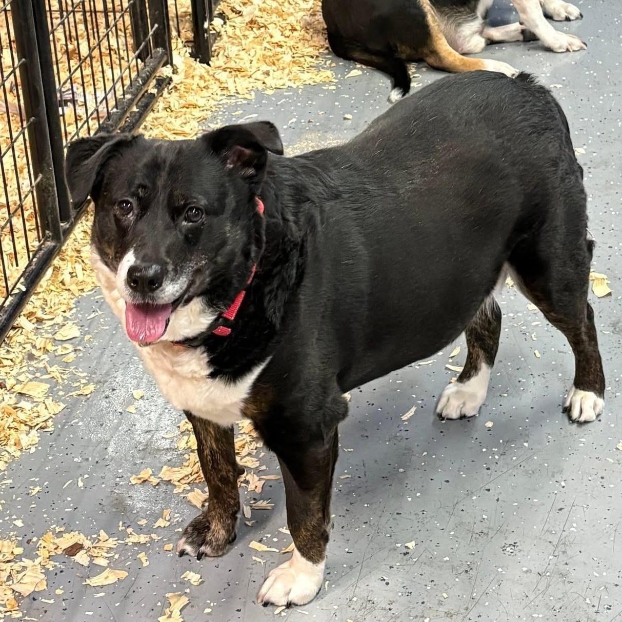 Scarlett, a ADOPTABLE mixed breed in Oak Park, MI image 1/3