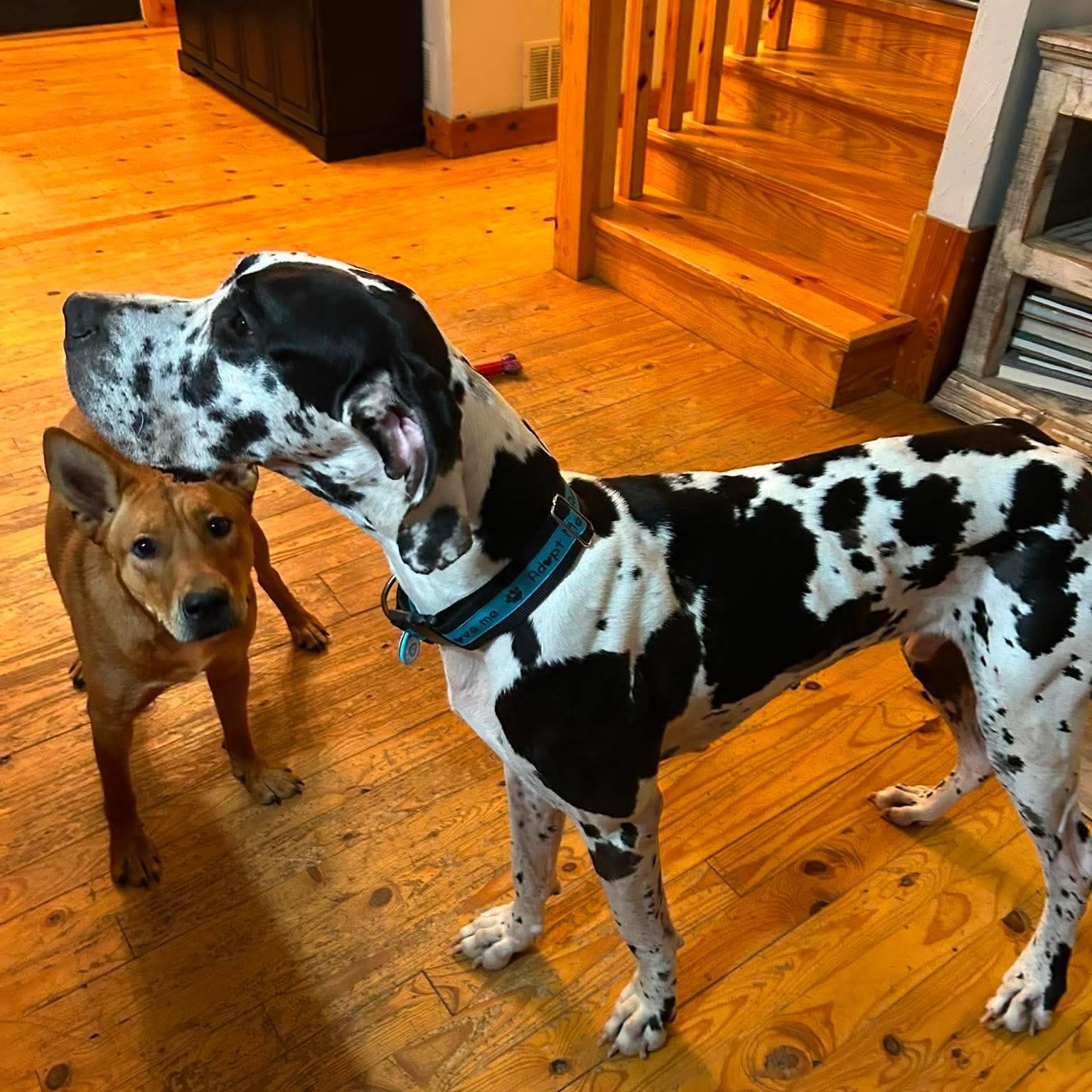 Enlarge Bo, a Adopted Great Dane in Bullard, TX image 5/6