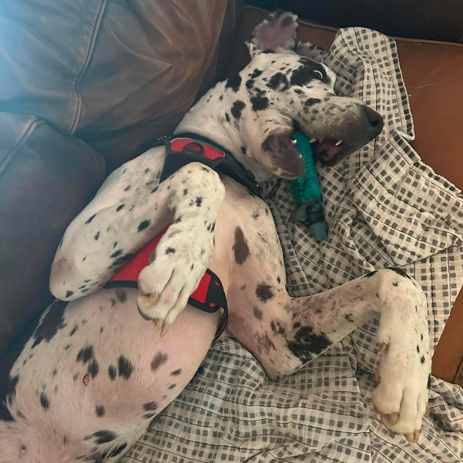 Enlarge Bo, a Adopted Great Dane in Bullard, TX image 4/6