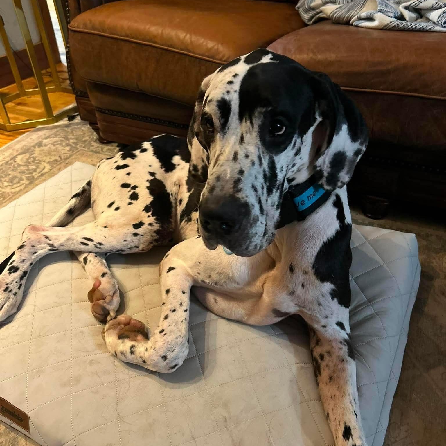 Enlarge Bo, a Adopted Great Dane in Bullard, TX image 2/6