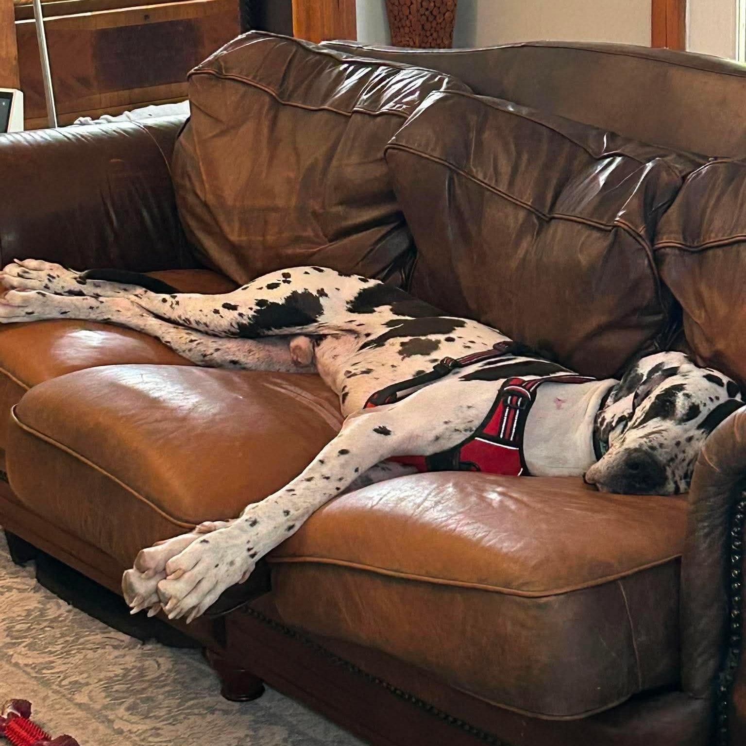 Enlarge Bo, a Adopted Great Dane in Bullard, TX image 3/6