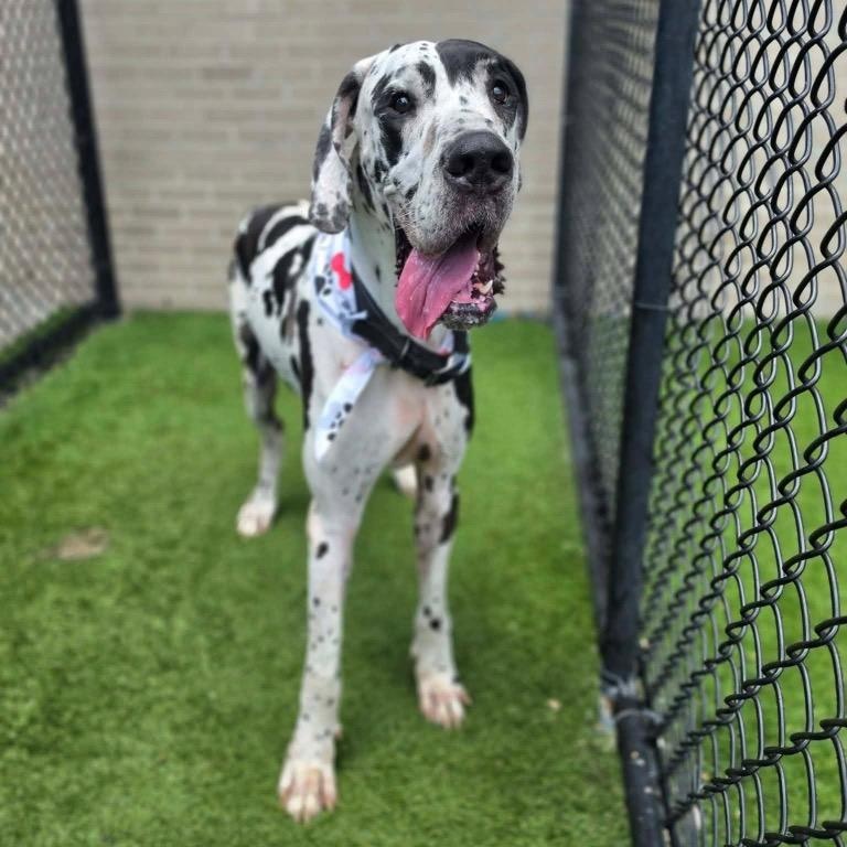 Enlarge Bo, a Adopted Great Dane in Bullard, TX image 1/6