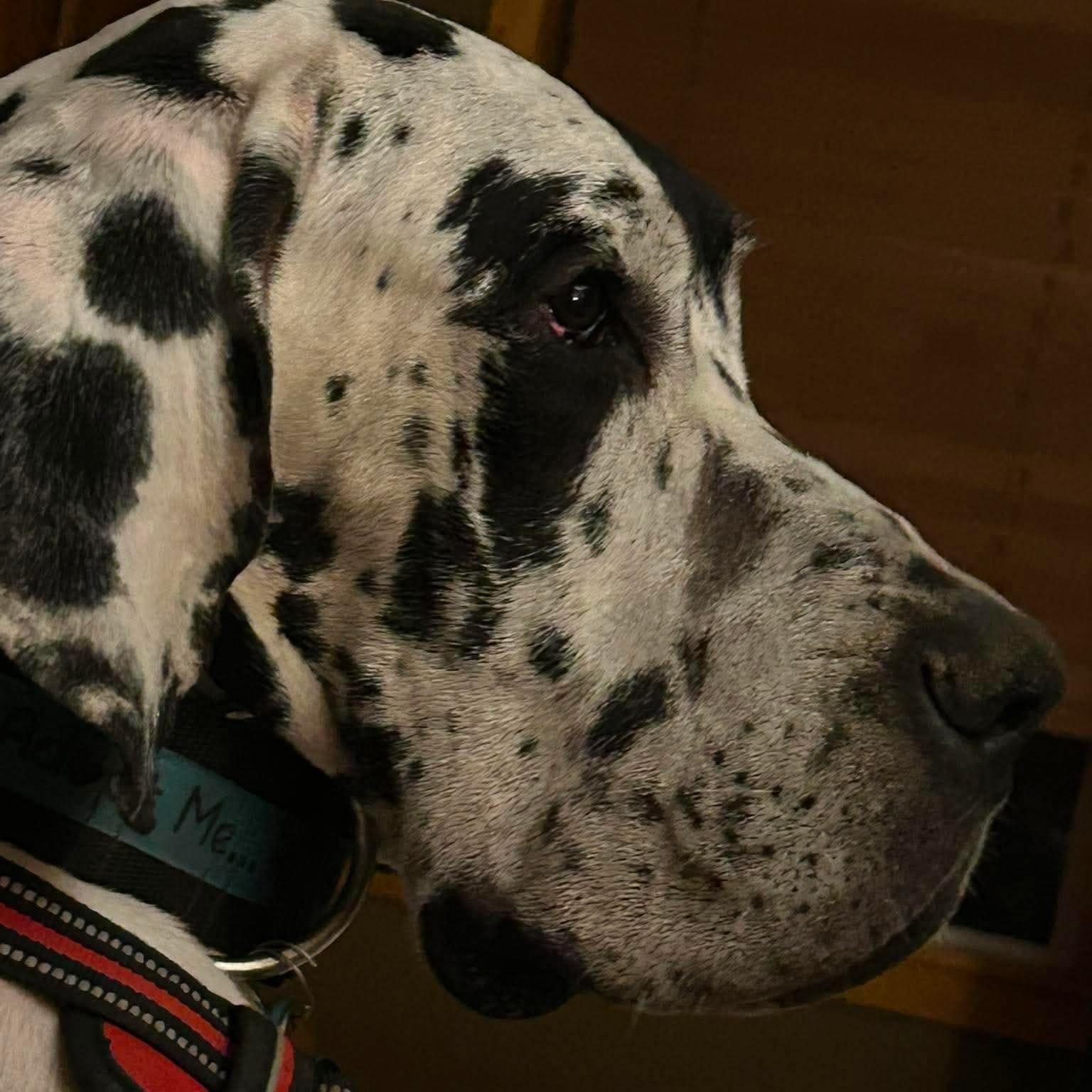 Enlarge Bo, a Adopted Great Dane in Bullard, TX image 6/6