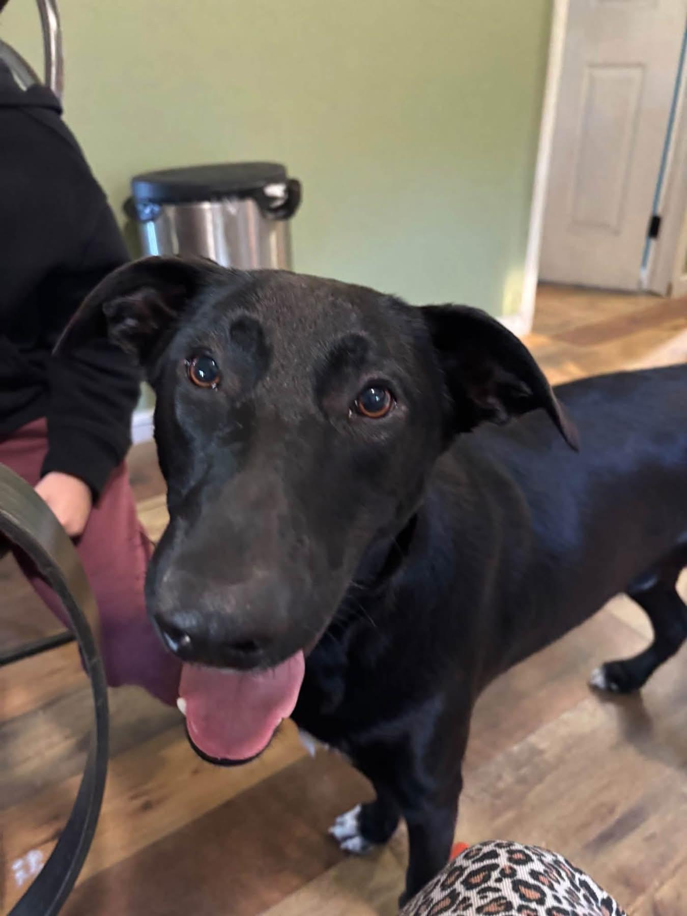 Enlarge Shep, a Adoptable mixed breed in Collingswood, NJ image 2/3