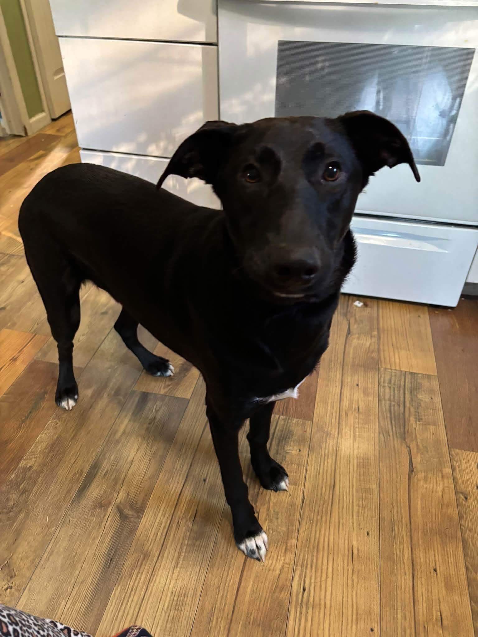 Enlarge Shep, a Adoptable mixed breed in Collingswood, NJ image 3/3