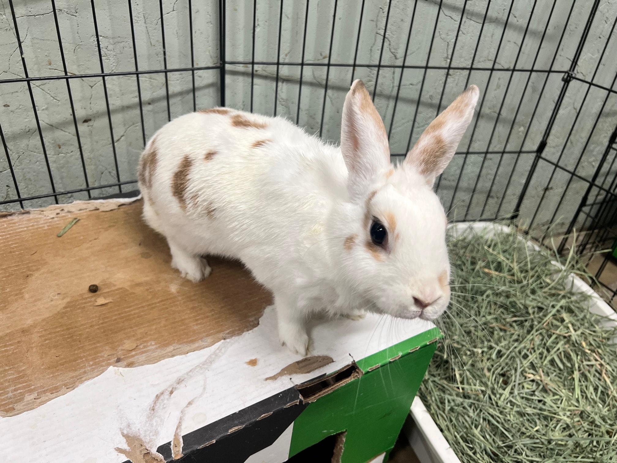 Enlarge Lockness, a Adoptable Bunny Rabbit in LAS VEGAS, NV image 1/1