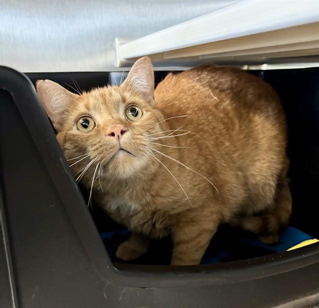 JAX, Adoptable, Adult Male Domestic Short Hair.