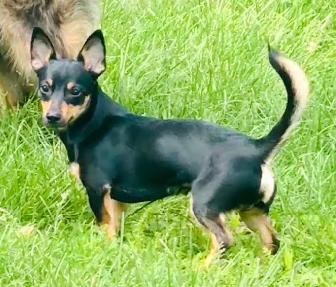 Myles, a ADOPTABLE Chiweenie in Godfrey, IL image 2/5